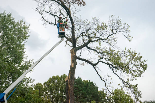 Best Tree and Shrub Care  in Hurley, MS